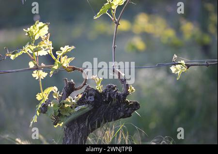 Rebstöcke im Mai: Aus der alten Weinrebe wachsen junge Zweige und hellgrüne Blätter. Hintergrundbeleuchtete Aufnahme in der Abendsonne. Stockfoto