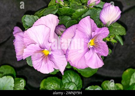 Zwei rosa Stiefmütterchen in einem Gewächshaus Stockfoto