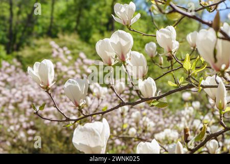 Blühender Baumzweig mit weißer Magnolia soulangeana, Alba Superba Blumen im Park oder Garten auf grünem Hintergrund mit Kopierraum. Natur, Blumen, gard Stockfoto