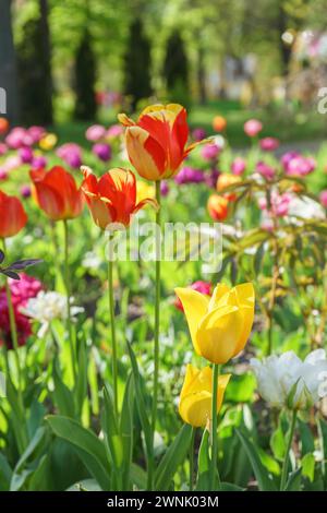 Mischung aus verschiedenen Farben Tulpenblüten blühen im Blumenbeet im Garten an sonnigen Tagen. Rote, gelbe und weiße Tulpenblüten mit grünen Blättern auf der Wiese, Stockfoto