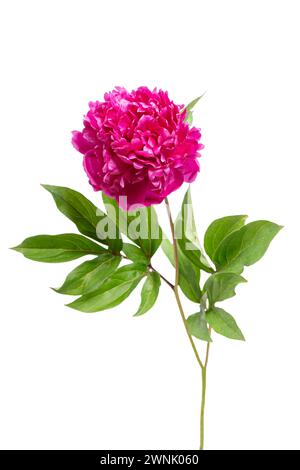 Frisch blühende rosa Pfingstrose isoliert auf weißem Hintergrund. Blumenladen, Geschenk, romantisches Urlaubskonzept, Designelement Stockfoto