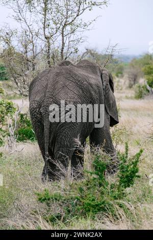 Elefant geht in die Savanne, Rückansicht. Afrikanischer Elefantenschwanz. Safari in der Savanne, Südafrika, Kruger-Nationalpark. Natürlicher Lebensraum der Tiere, wi Stockfoto