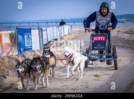 Heringsdorf, Deutschland. März 2024. Schauspieler Oliver Mommsen steuert sein Team beim „Baltic Lights“-Schlittenhund-Rennen am Ostseestrand auf der Insel Usedom über die Strecke. Im Hintergrund ist der historische Pier von Ahlbeck zu sehen. Um Spenden für World Hunger Relief zu sammeln, treten Profis und Prominente in Teams von 500 Huskys am Strand gegeneinander an. Rund 60.000 Zuschauer werden am Wochenende an der mehrtägigen Wohltätigkeitsveranstaltung teilnehmen. Quelle: Jens Büttner/dpa/Alamy Live News Stockfoto