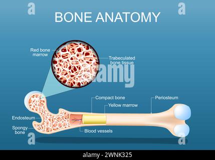 Knochenanatomie. Die Struktur eines Femurs. Nahaufnahme eines Querschnitts von schwammigem Trabeculated Knochengewebe mit Rotem Knochenmark. Vektorabbildung Stock Vektor