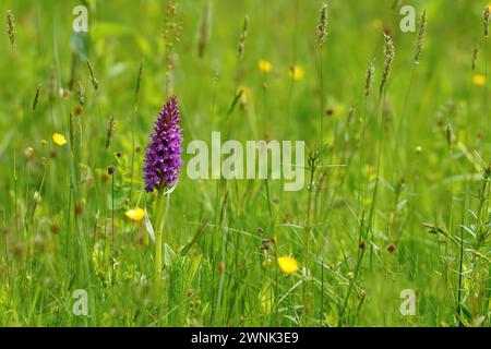 Nahaufnahme der violetten Blume der Südlichen Marschorchidee, Dactylorhiza praetermissa auf dem Feld Stockfoto