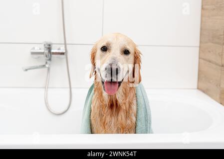 Fröhlicher Golden Retriever Hund Mit Handtuch In Weißer Badewanne, Nach Dem Baden Stockfoto