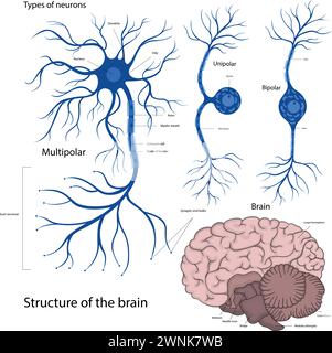 Arten von Neuronen bipolar, unipolar, multipolar. Die Struktur eines Neurons im Gehirn. Die Struktur des menschlichen Gehirns. Stock Vektor