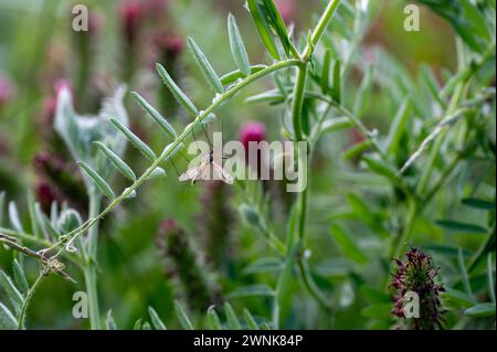 Groß kranefly in der grünen Natur auf einer Pflanze Stockfoto