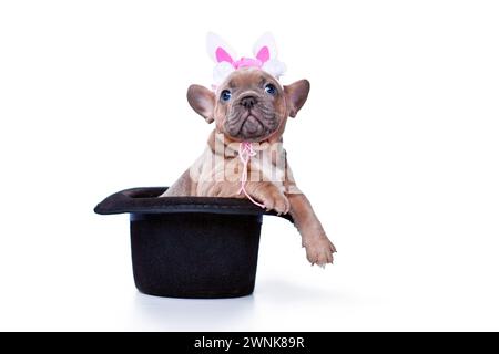 Niedliches blaues Kitz französischer Bulldog Hund Welpe mit Osterhase Stirnband in schwarzem Magier Hut auf weißem Hintergrund Stockfoto