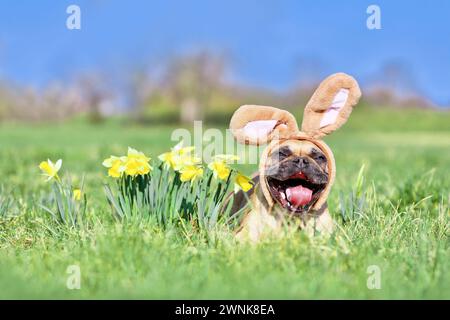 Lustiger französischer Oster-Bulldogge-Hund mit Kaninchenkostümoohren und offenem Mund neben Narzissen-Frühlingsblumen Stockfoto