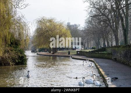 Windsor, Berkshire, Großbritannien. März 2024. Schwäne auf der Themse in Windsor, nach einem nebeligen Start in den Morgen, verschwanden der Nebel und Nebel schnell und hinterließen einen schönen hellen und sonnigen Morgen in Windsor, Berkshire. Quelle: Maureen McLean/Alamy Live News Stockfoto