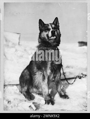 Vintage Antarktis Foto um 1911. Porträt von Chris dem Hund, Foto von Herbert George Ponting Stockfoto