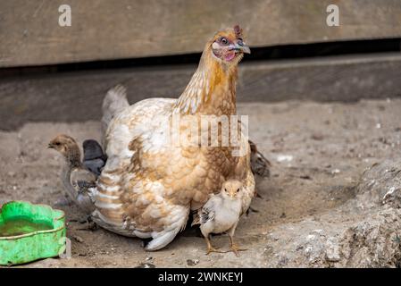 Mutterhuhn versteckt junge Küken unter ihren Flügeln: Mutterhuhn und junge Küken auf dem Bauernhof. Stockfoto