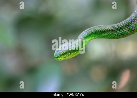 Trimesurus albolabris sind eine giftige Schlangenart, die in Südostasien vorkommt. Stockfoto