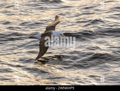 Albatross Schwarzbrauen (Thalassarche melanophris), im Flug, Südmeer, Antarktis, Januar 2024 Stockfoto