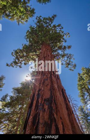 Blick auf einen riesigen Mammutbaum in Mariposa Grove, Yosemite National Park, Kalifornien, USA. Stockfoto