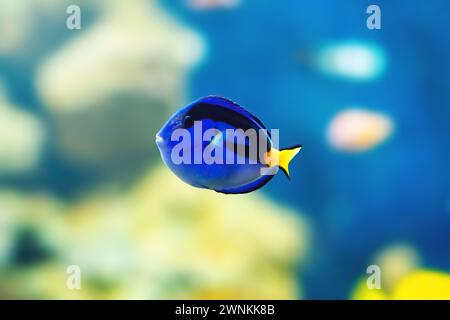 Royal Blue Tang (Paracanthurus hepatus) - Meeresfisch Stockfoto