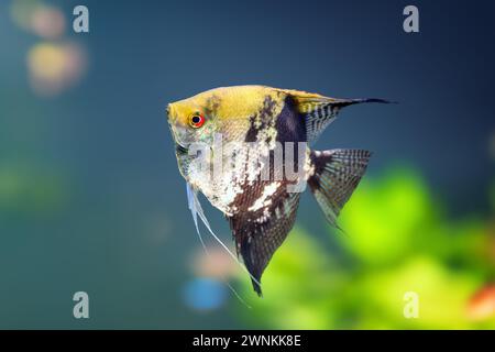 Goldener Marmor Angelfisch (Pterophyllum scalare) - Süßwasserfisch Stockfoto