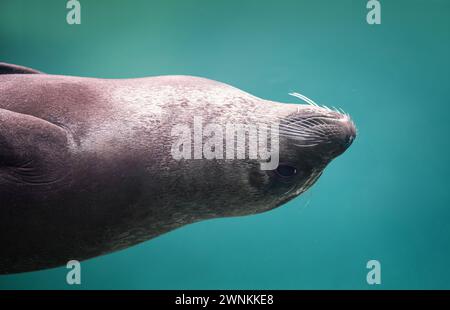 Hafenrobben Tauchen unter Wasser (Phoca vitulina) oder Common Seal Stockfoto