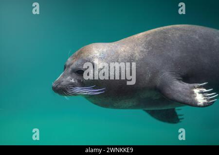 Hafenrobben Tauchen unter Wasser (Phoca vitulina) oder Common Seal Stockfoto