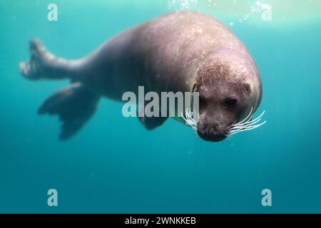 Hafenrobben Tauchen unter Wasser (Phoca vitulina) oder Common Seal Stockfoto