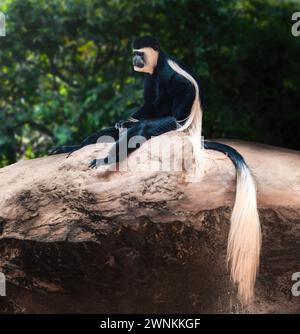 Bemantelter Guereza-Mokey (Colobus guereza) Stockfoto