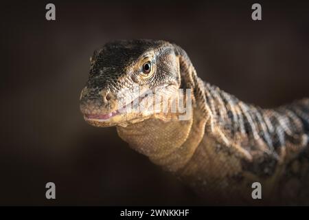 Asiatische Wasserwäscherichse (Varanus salvator) Stockfoto
