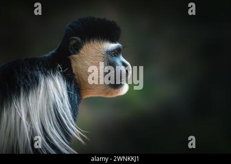 Bemantelter Guereza-Mokey (Colobus guereza) Stockfoto