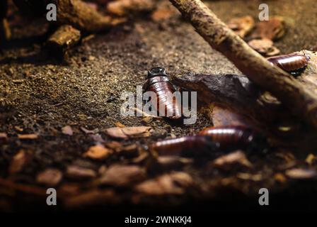 Zischende Kakerlake aus Madagaskar (Gromphadorhina portentosa) Stockfoto