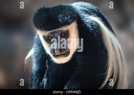 Bemantelter Guereza-Mokey (Colobus guereza) Stockfoto