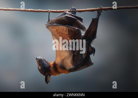 Großer Flying Fox (Pteropus vampyrus) Stockfoto