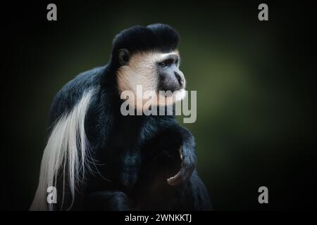 Bemantelter Guereza-Mokey (Colobus guereza) Stockfoto