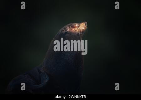 Südamerikanischer Seebär (Arctocephalus Australis) Stockfoto