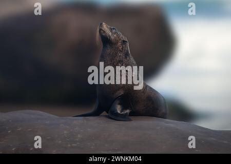Subantarktische Pelzrobbe (Arctocephalus tropicalis) Stockfoto