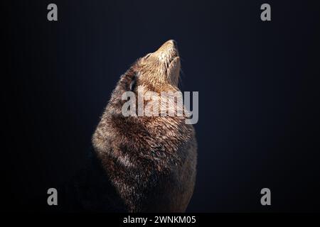 Subantarktische Pelzrobbe (Arctocephalus tropicalis) Stockfoto