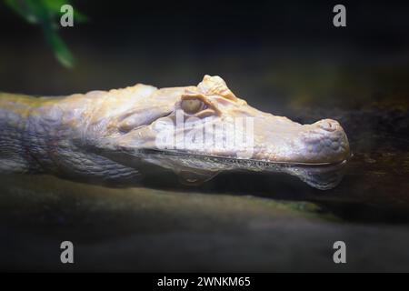 Albino Yacare Caiman (Caiman yacare) - weißer Kaiman Stockfoto