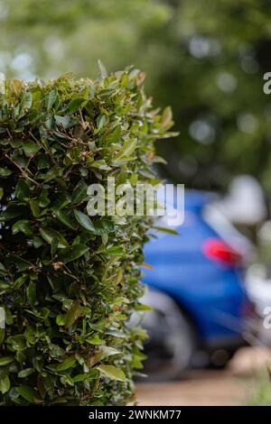 Eine Hecke umschließt den Parkplatz eines Hauses oder Hotels. Ein getrimmter Busch mit grünem Laub dient als Zaun. Landschaftsgestaltung, Landschaftsgestaltung beste Lösung Stockfoto