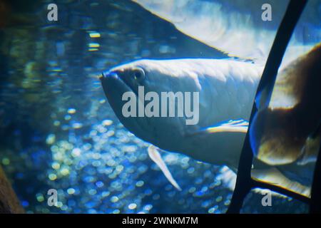Silver Arowana (Osteoglossum bicirrhosum) - Süßwasserfische Stockfoto
