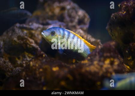 William's Mbuna (Maylandia greshakei) - Süßwasserfisch Stockfoto