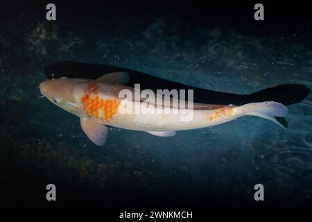 Dekorativer Koi-Fisch (Cyprinus carpio) Stockfoto