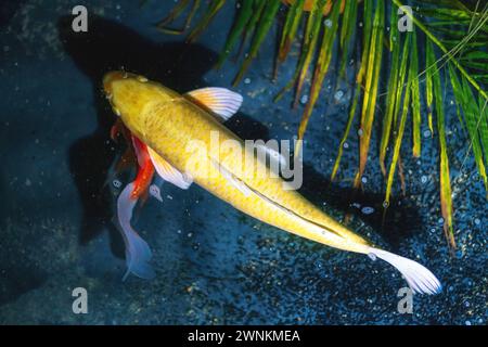 Gelber Koi-Fisch (Cyprinus carpio) Stockfoto