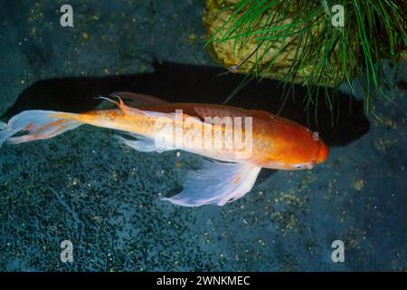 Dekorativer Koi-Fisch (Cyprinus carpio) mit Schmetterlingsflosse Stockfoto