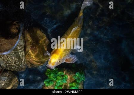 Gelber Koi-Fisch (Cyprinus carpio) Stockfoto