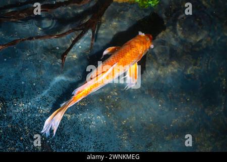 Dekorativer Koi-Fisch (Cyprinus carpio) Stockfoto