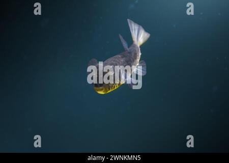 Bandtail Pufferfisch (Sphoeroides spengleri) Stockfoto