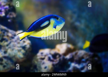 Royal Blue Tang (Paracanthurus hepatus) - Variation im Indischen Ozean Stockfoto