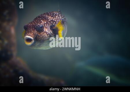 Pufferfisch mit weißem Punktmuster (Arothron hispidus) Stockfoto