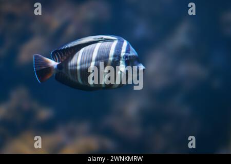 Sailfin Tang (Zebrasoma velifer) - Meeresfisch Stockfoto