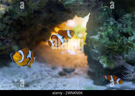Ocellaris Clownfish (Amphiprion ocellaris) - Meeresfisch Stockfoto