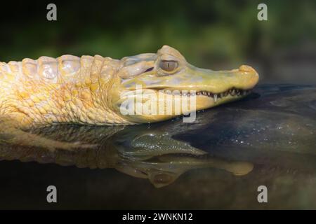 Albino Yacare Caiman (Caiman yacare) - weißer Kaiman Stockfoto